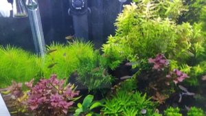 Аквариум нанокуб 60л