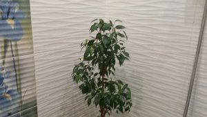 Комнатные растения.  Обрезка фикуса Наташа.  #обзор#комнатныерастения#комнатныецветы#фикусы#обрезка