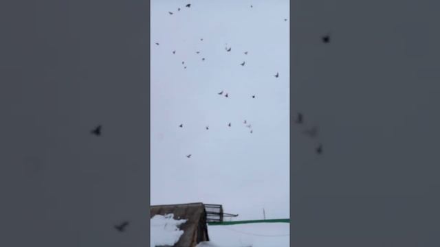Голуби Липецкой области,село Новое-Дубовое....