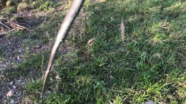 Как выглядит уж. Смотрите поймал ужа смотреть онлайн