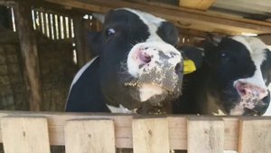 КУПИЛИ КАРТОШКУ НА ОТКОРМ БЫЧКОВ.  ЦЕНА НА КАРТОФЕЛЬ  ОСЕНЬ 2020