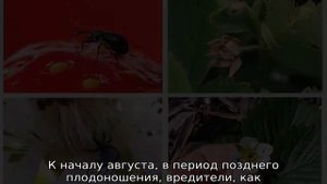 Долгоносик на клубнике — как бороться