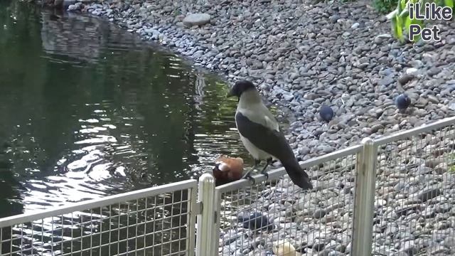 4 необычных факта о серых воронах на ilikepet смотреть онлайн