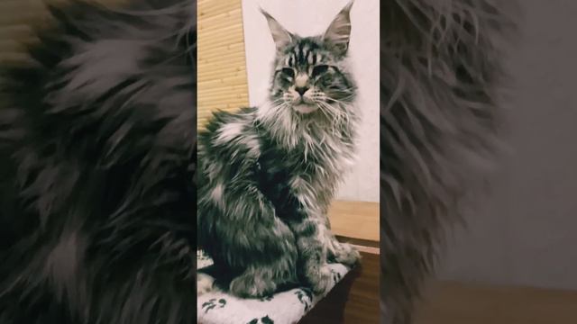 Ауф... 😍 #Морисон #морсик смотреть онлайн