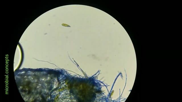 Alternaria
