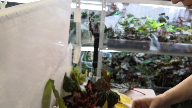 Новинки бегоний пришли! Распаковка посылки. смотреть онлайн