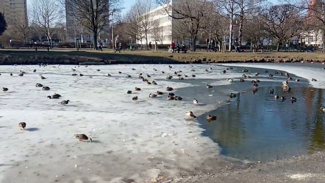 ducks in the park on the pond смотреть онлайн