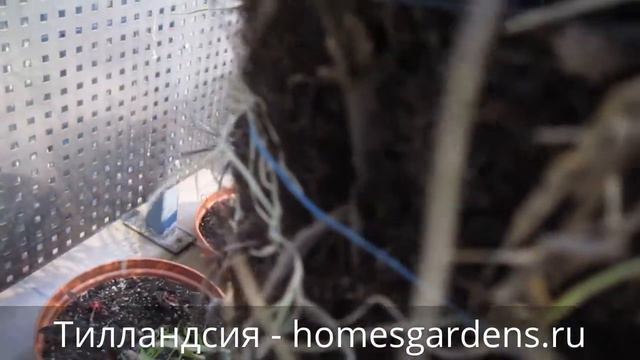 Тилландсия - испанский мох смотреть онлайн