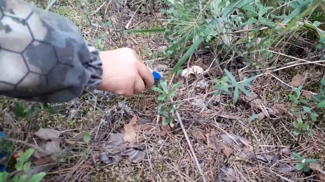 Как собирать лисички смотреть онлайн