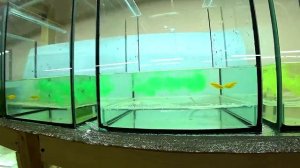 Новая методика разведения Данио - Один на Один -