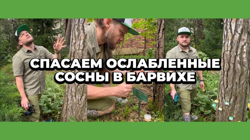 Спасаем сосны в Барвихе