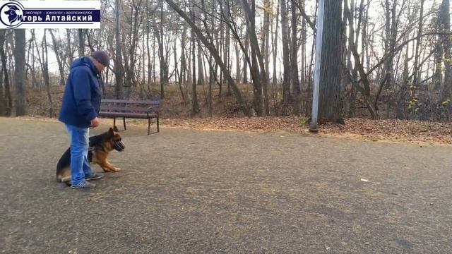 Собака компаньон смотреть онлайн