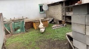Выводок гусят и цыплят. Подсаживаем гусыню к гусятам. Выносим гусят на улицу. Гусыня и гусята