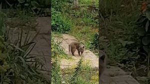 Вход в дом ступеньки мастер Александр.