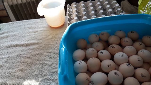 ✔?? КООБ_500 ЧЕХИЯ/БРОЙЛЕР/⚡?ДЕЗИНФИЦИРУЕМ ИНКУБАЦИОННОЕ ЯЙЦО. смотреть онлайн