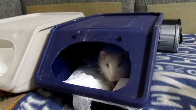 Крысы альбиносы, или вистары засЛанцы. Немного о реалиях... (Fancy Rats | Декоративные Крысы)