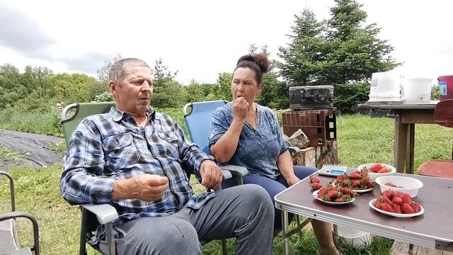 26 июня 2022г обзор земляничных сортов марышка купчиха,мара де буа,дивная и бонусом чив 64. смотреть онлайн