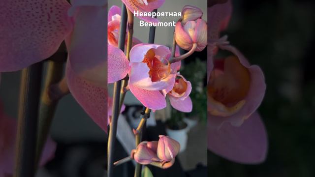 Нереальная орхидея Beaumont пелорик #phal #orchid #цветениеорхидей