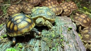 On Mother’s Day we celebrate the birth of 2 Red Footed Hatchlings! Go  BIG MOMMA!❤️