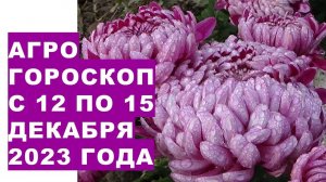 Агрогороскоп с 12 по 15 декабря 2023 года Agrohoroscope from December 12 to 15, 2023