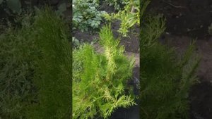 Биота (восточная туя), плосковеточник - после первой зимы