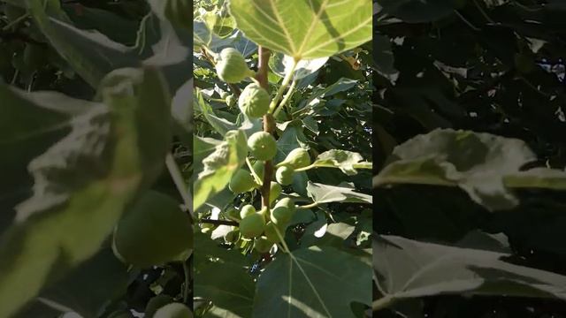 Лучший инжир в стране. Саженцы и черенки смотреть онлайн