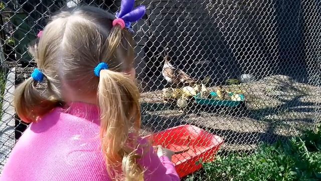 В мире животных. смотреть онлайн