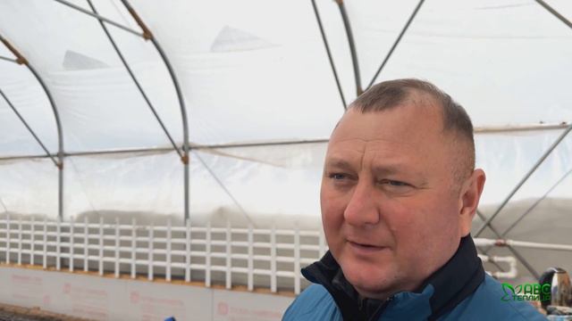 Бизнес на тюльпанах. Выгонка тюльпанов. Бизнес из Казахстана в Россию.