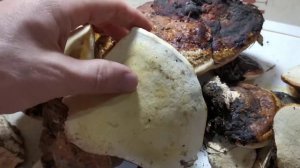 Трутовик окаймленный-описание и свойства.