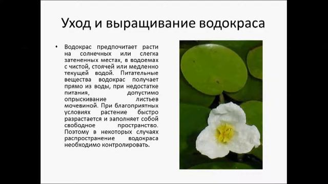 водокрас смотреть онлайн