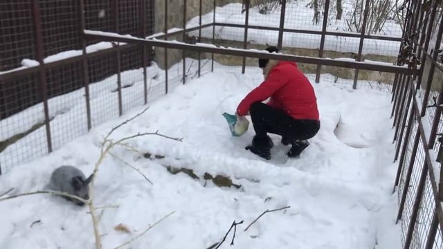 Крол большое светлое серебро Диоген радуется приезду хозяев. Веселые кролики. Дачная жизнь ТВ. смотреть онлайн