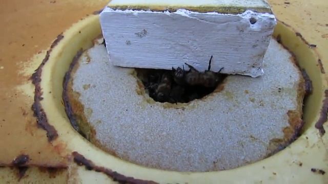 перевожу пчел на ячейку 4,6 5,0 мм, часть 37, зимовка пчел в улье Кука с летком в потолке смотреть онлайн