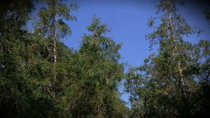 Популярные виды и сорта кипарисов