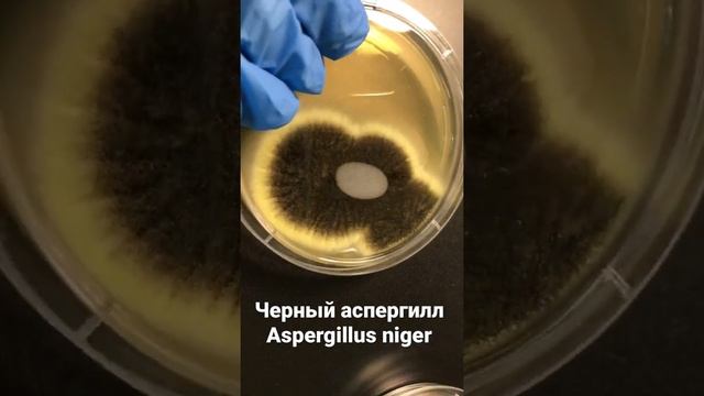 Культура черного аспергилла на чашке Петри - Aspergillus niger