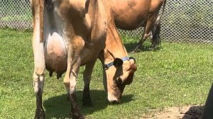 Знакомьтесь! Джерсейская корова Суши!