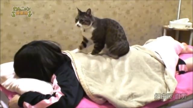 В японском спа работает кот массажист смотреть онлайн