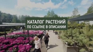 Сад НЕПРЕРЫВНОГО цветения. 10 кустарников для Подмосковья