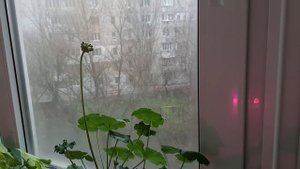 Пеларгония в марте, что уже цветет. Можно ли еще обрезать? Отвечаю на ваши вопросы.