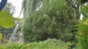 Стрижка хвойных ...