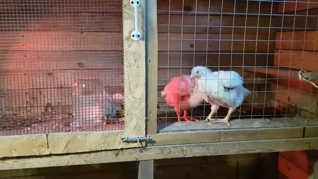 Индюки БИГ-6 вес в 30 дней. Подстилка из свежего сена. Бройлер РОСС 308 30 дней. смотреть онлайн