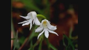 МАСТЕР КЛАСС "Орхидея ангел с помощью ножа "Плюмерия" от Fantasy"