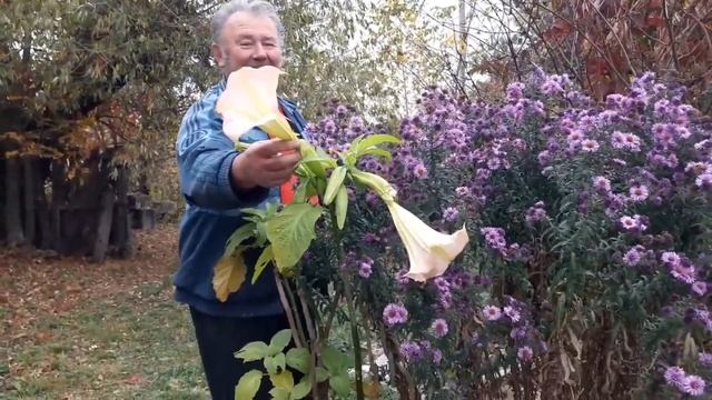 БРУГМАНСИЯ (Труба Ангела) зацвела в октябре в Подмосковье! ТопСад