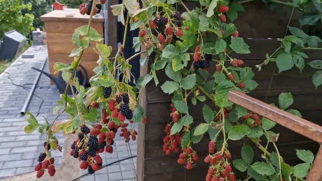 Выращивание ежевики в Германии смотреть онлайн