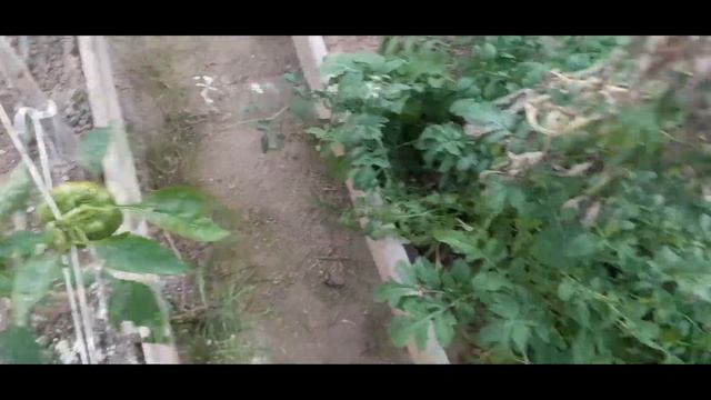 1 октября принимаю: заказы на семена и поздравления с ДР! смотреть онлайн