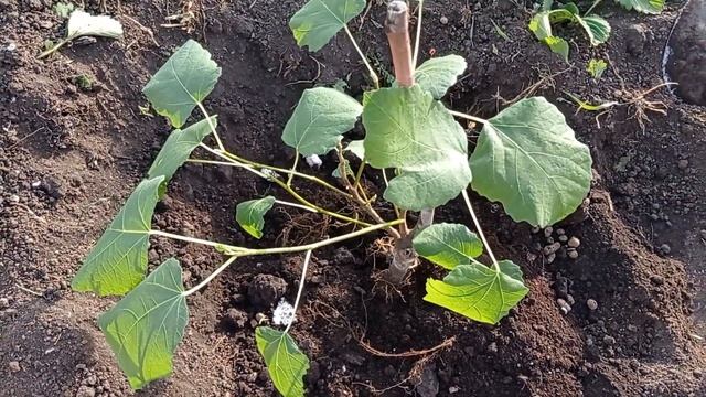 ФИГА ИЛИ ИНЖИР В БАШКИРИИ.ВЫСАДКА В ГРУНТ #фига#инжир#высадкавгрунт#высадка_в_грунт_инжира#экзотына смотреть онлайн