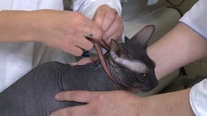 Как правильно использовать ошейник от блох и клещей