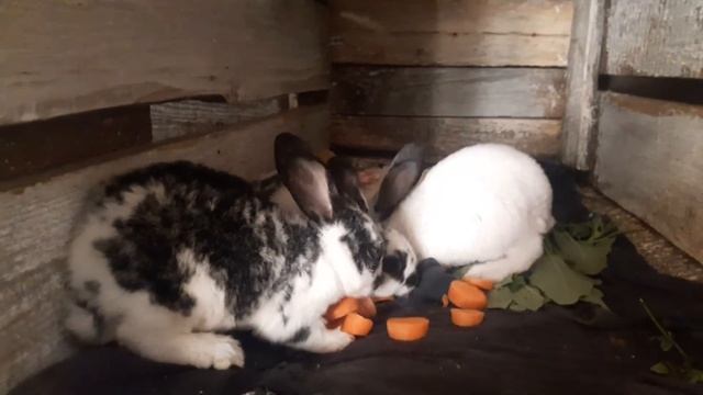 Обзор крольчат породы Рекс Далматинец.Крольчатам 1 месяц. смотреть онлайн