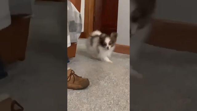 Papillon Puppies Have Got Zoomies