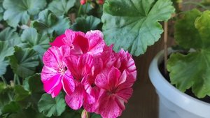 Герань(пеларгония) уход, условия для пышного цветения