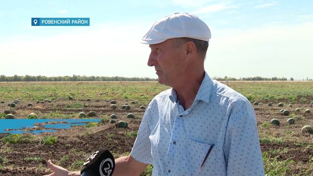 Ровенские арбузы тоннами остаются на полях